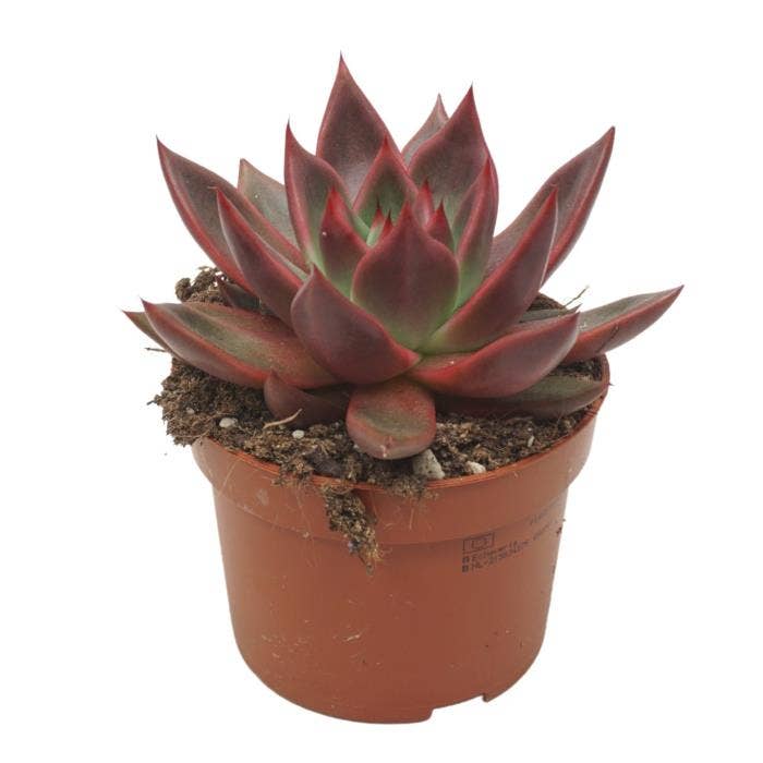 Echeveria Antaris
