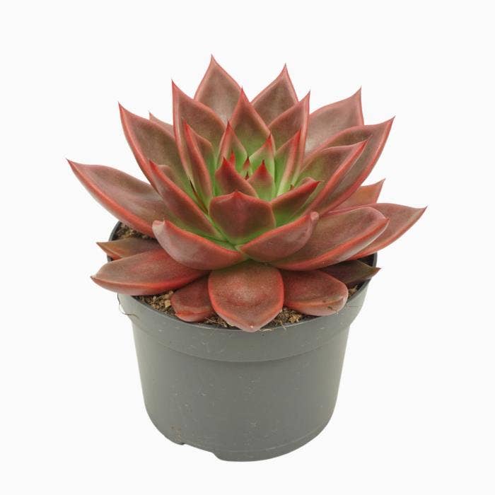 Echeveria Antaris