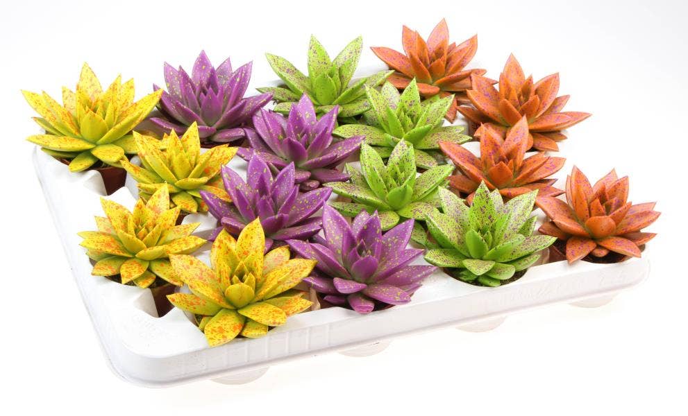 Echeveria Easter sprinkle