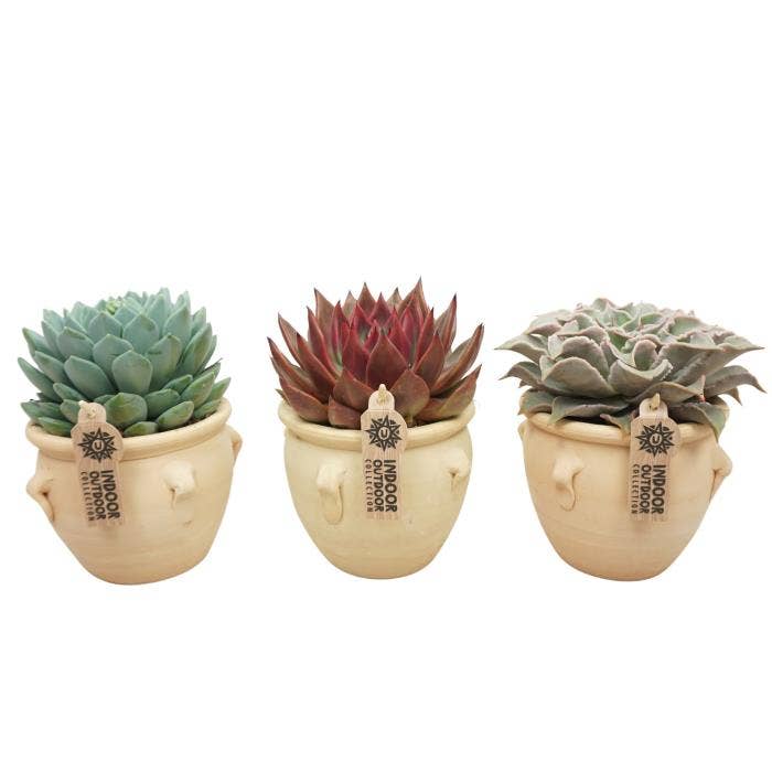 Echeveria in La Vica