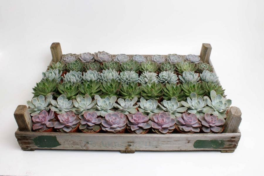 Echeveria in wooden box