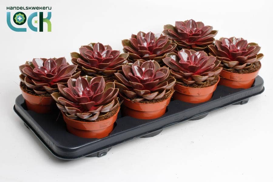 Echeveria Magic Red
