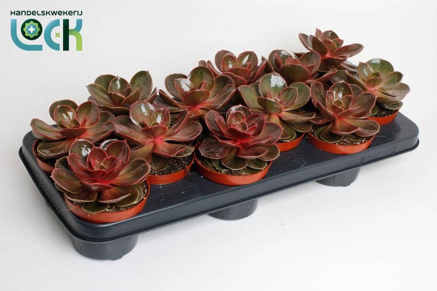 Echeveria Magic Red
