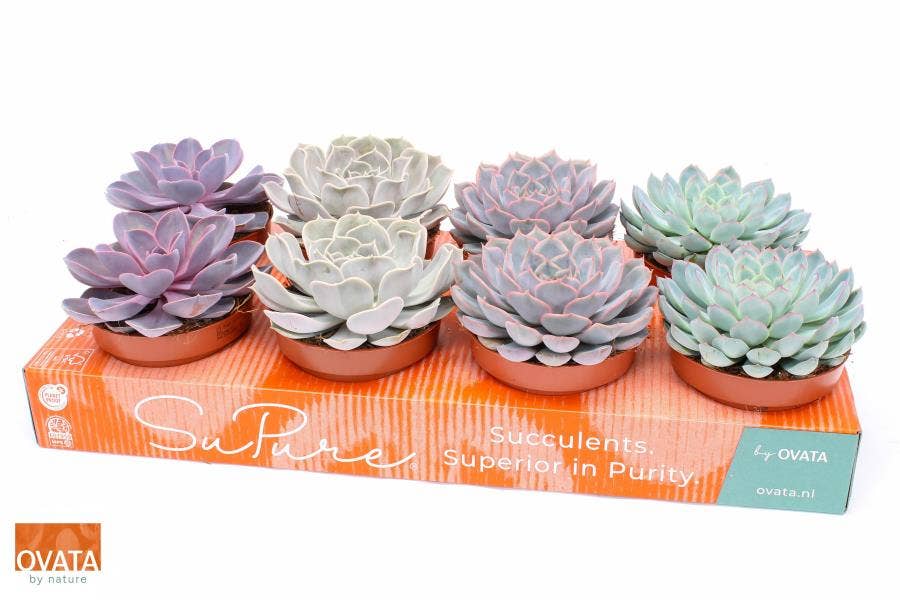 Echeveria (premium)