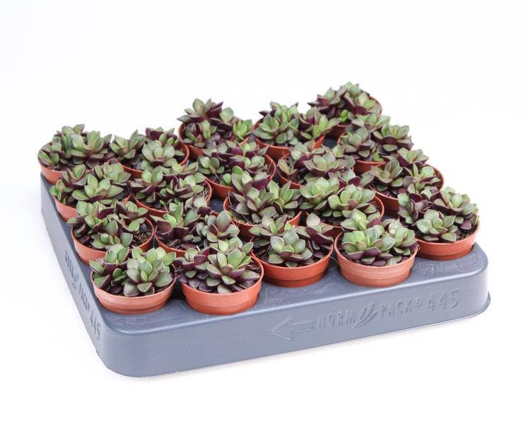 Echeveria Purple Rainbow