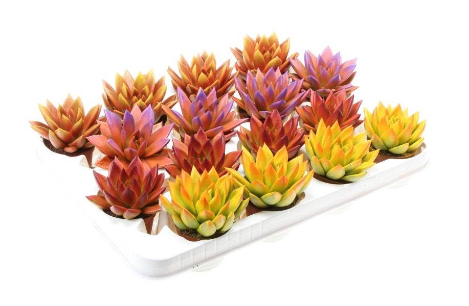 Echeveria Rainbow Bicolor BIO