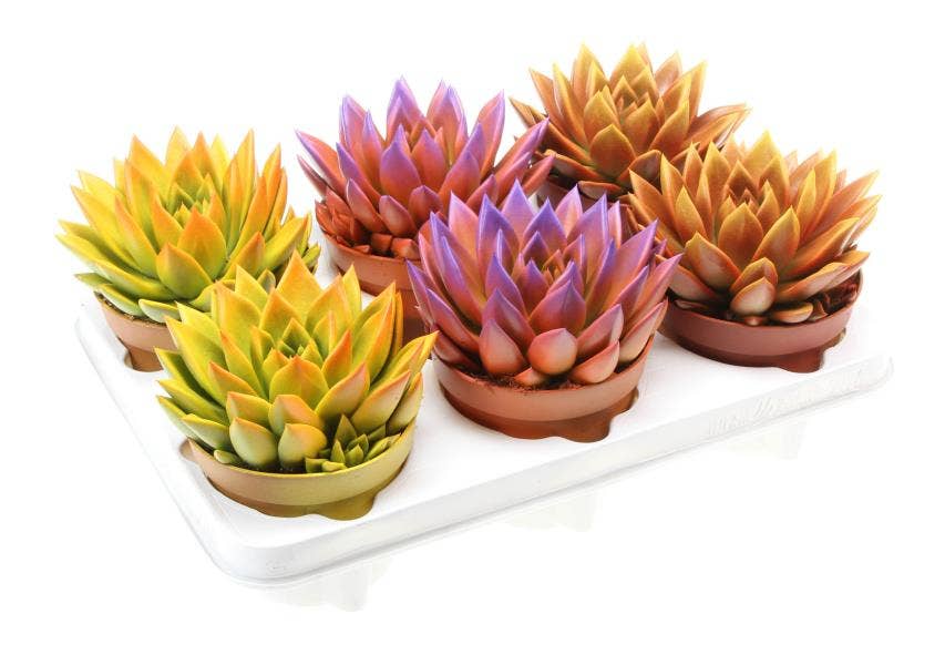 Echeveria Rainbow Bicolor BIO