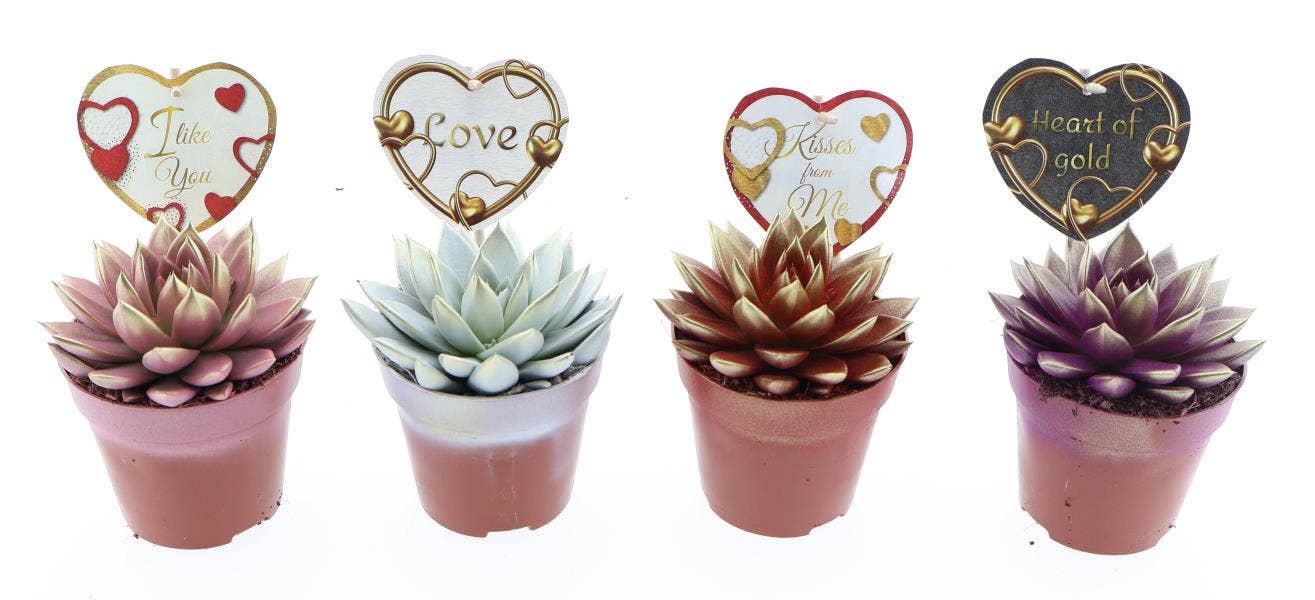 Echeveria Rainbow Bicolor + love label