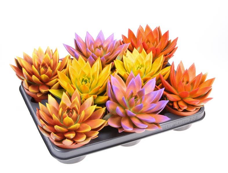 Echeveria Rainbow Bicolor