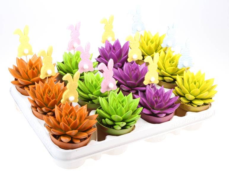 Echeveria Rainbow + bunny