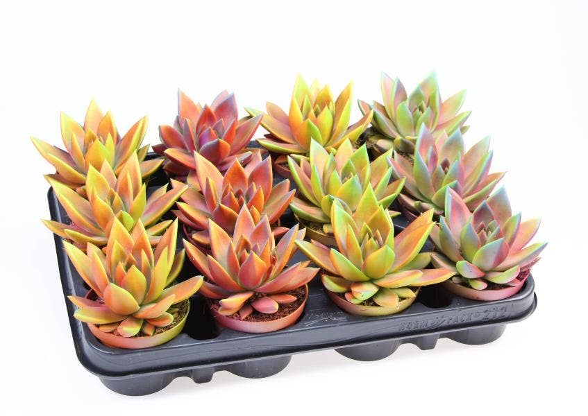Echeveria Rainbow Chameleon