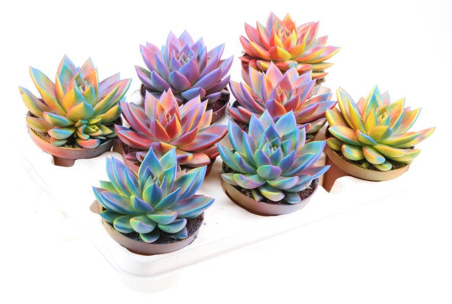 Echeveria Rainbow Chameleon