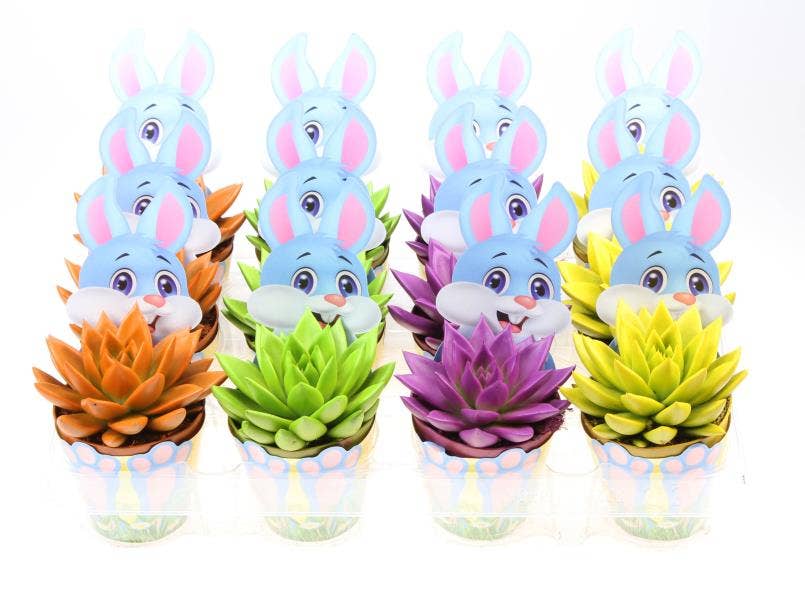 Echeveria Rainbow in Bunny potcover