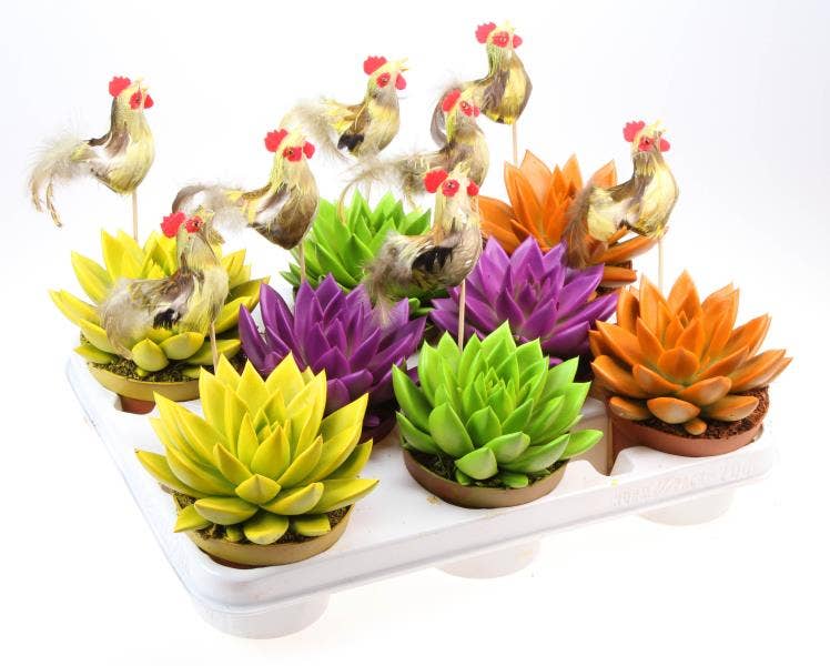 Echeveria Rainbow + rooster