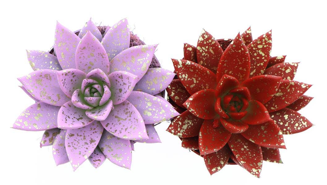 Echeveria Rainbow sprinkle love