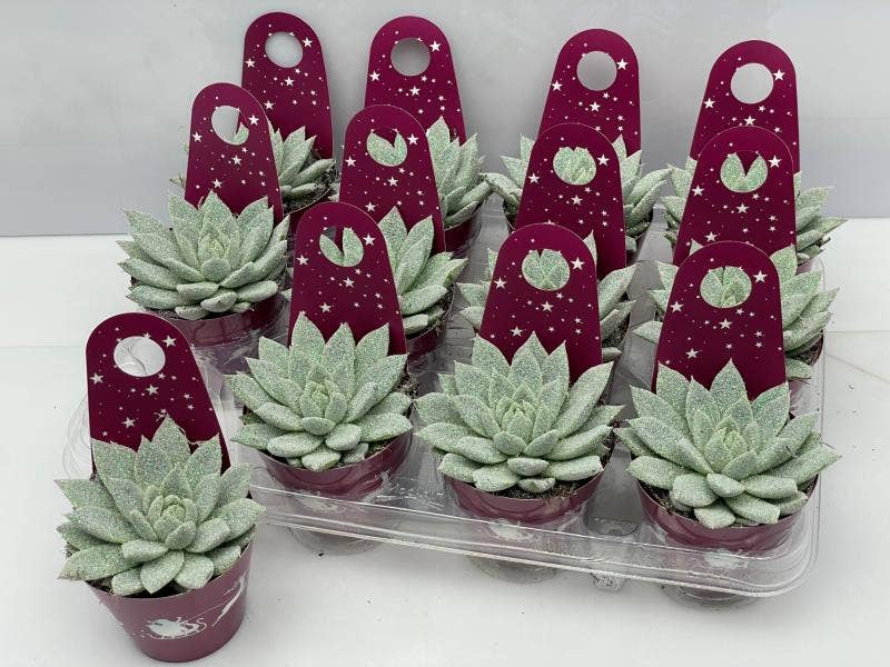 Echeveria Twinkle glitter Carry Cover BIO