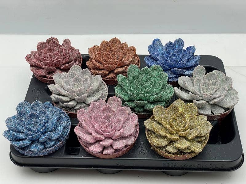 Echeveria Twinkle glitter Modern BIO