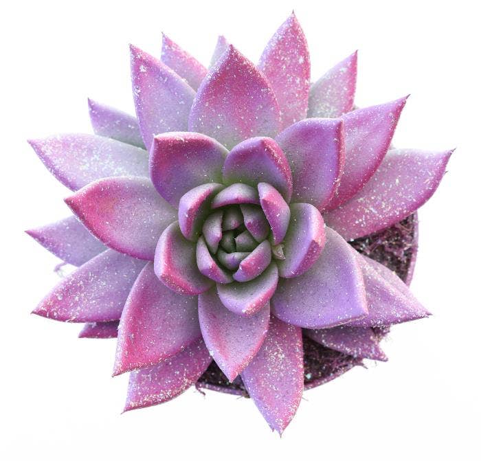 Echeveria Valentine multi glitter