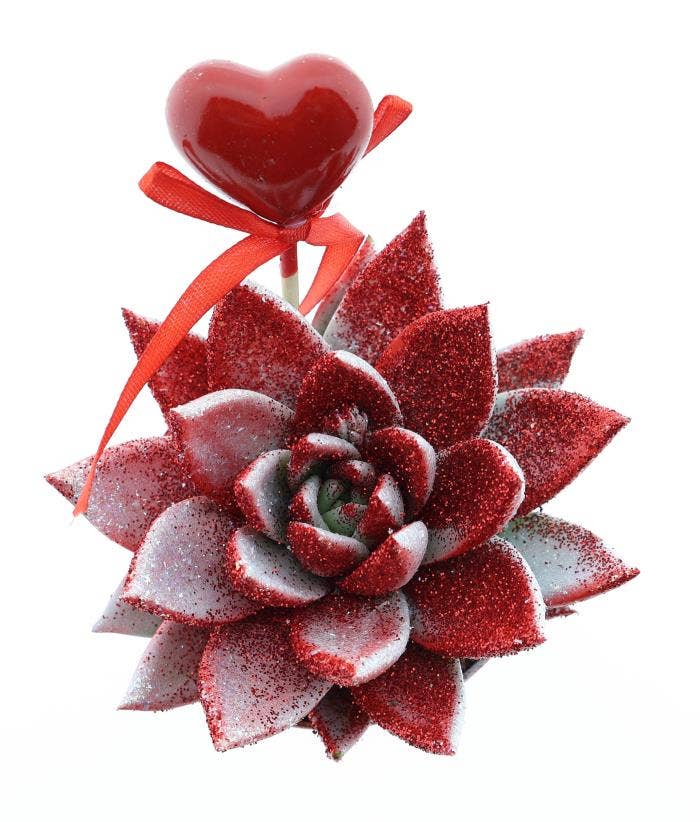 Echeveria Valentine red/white glitter + heart