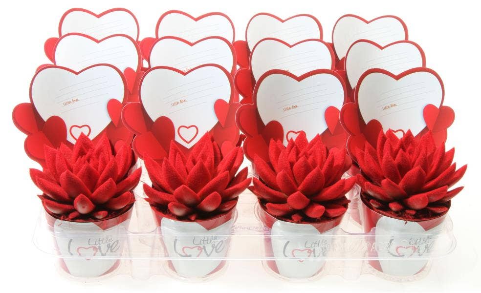 Echeveria Velvert in Little love potcover