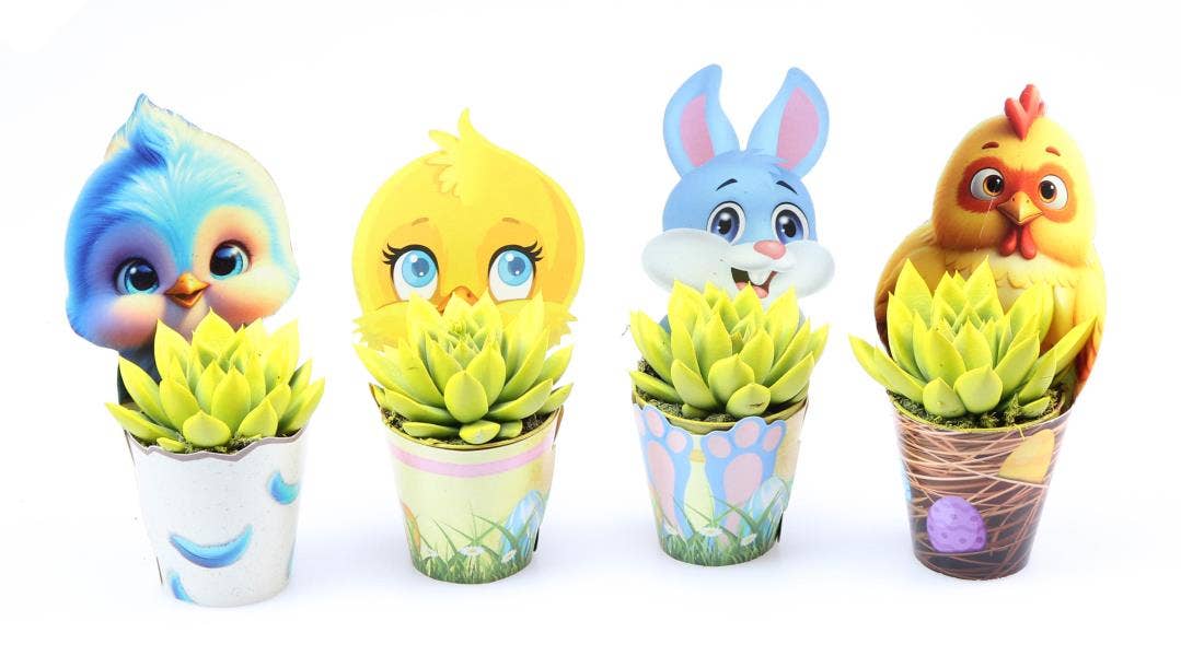 Echeveria yellow in Easyer potcover