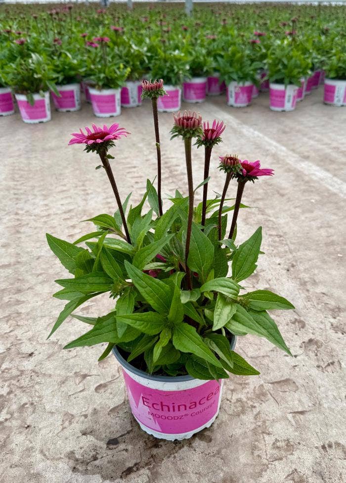 Echinacea Moodz Courage
