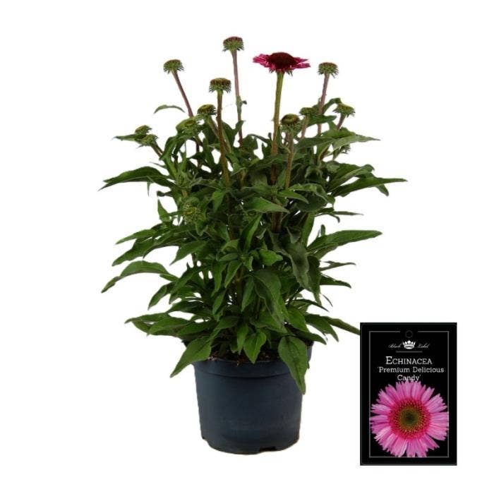 Echinacea 'Premium Delicious Candy'