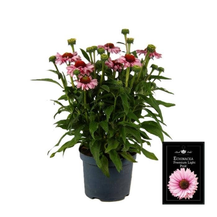 Echinacea 'Premium Light Pink'