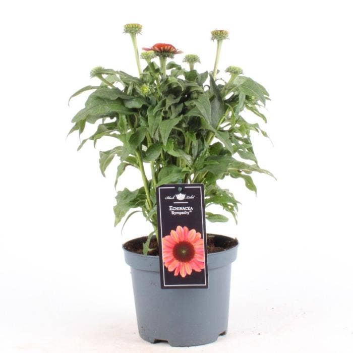 Echinacea 'Premium Orange'