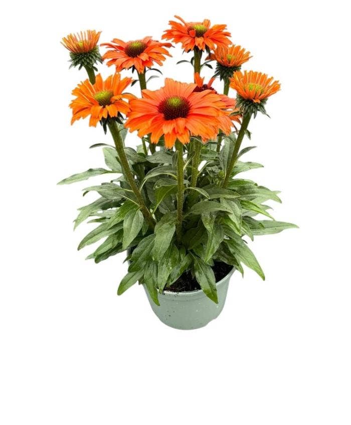 Echinacea 'Premium Orange'