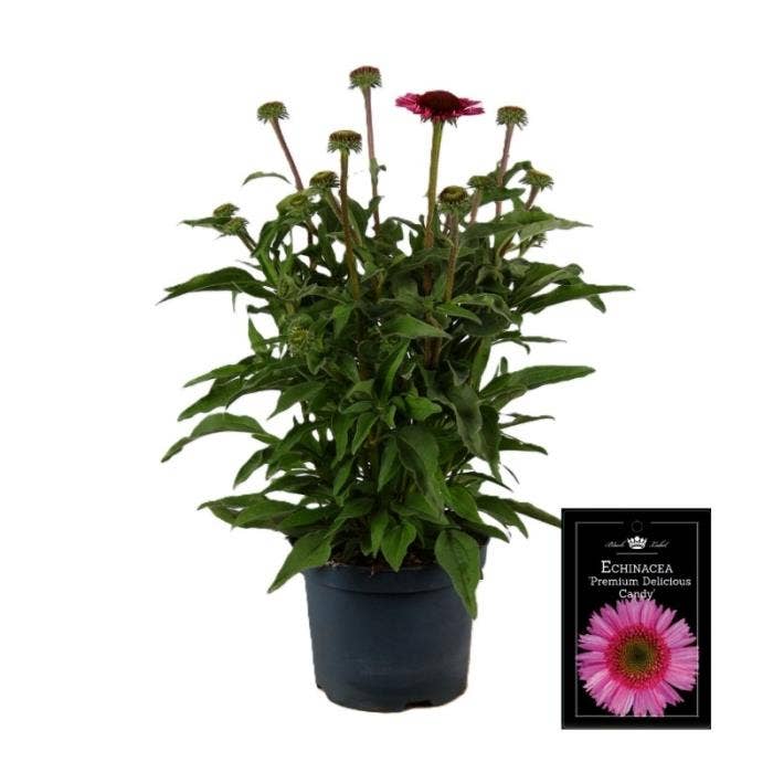 Echinacea 'Premium Pink'
