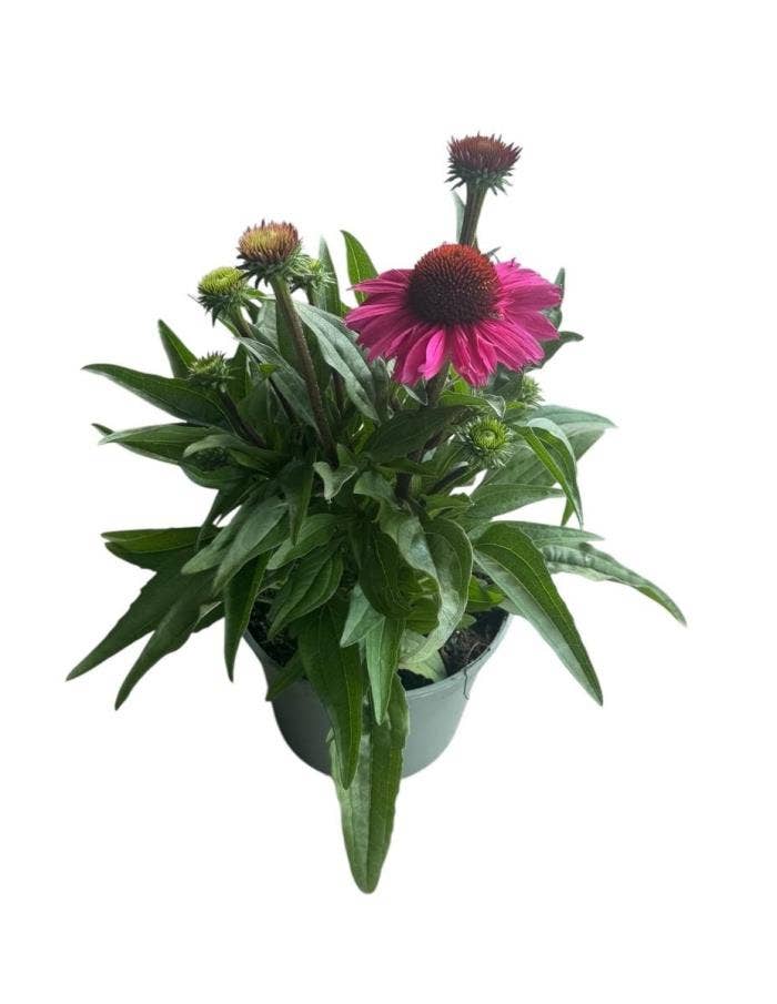Echinacea 'Premium Purple'