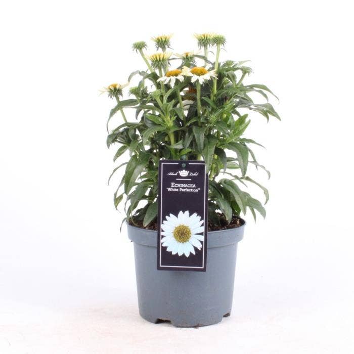 Echinacea 'Premium White'