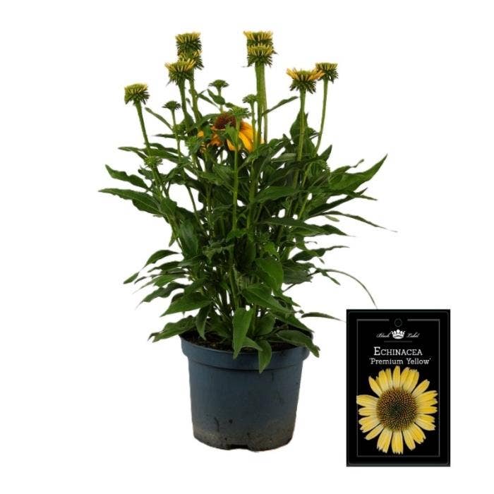  Echinacea 'Premium Yellow'