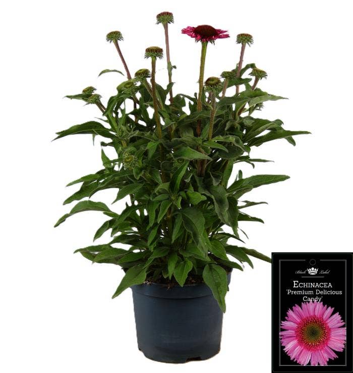 Echinacea purpurea Purple