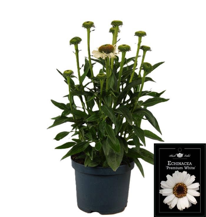 Echinacea purpurea White
