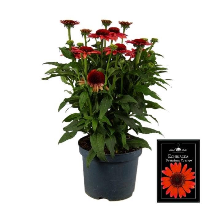 Echinacea 'Sunseekers' Orange