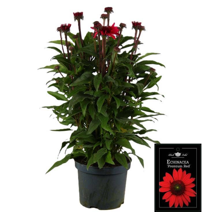 Echinacea 'Sunseekers' Red