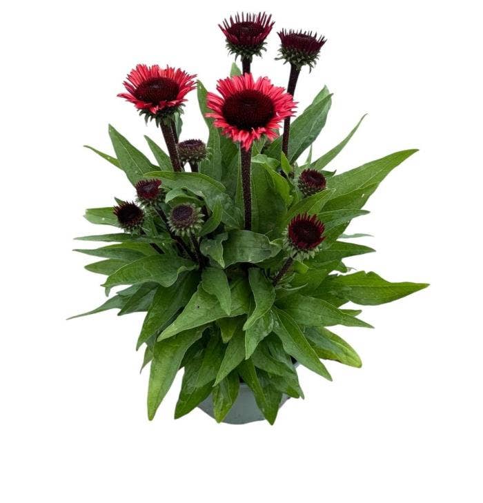 Echinicea 'Premium Red'