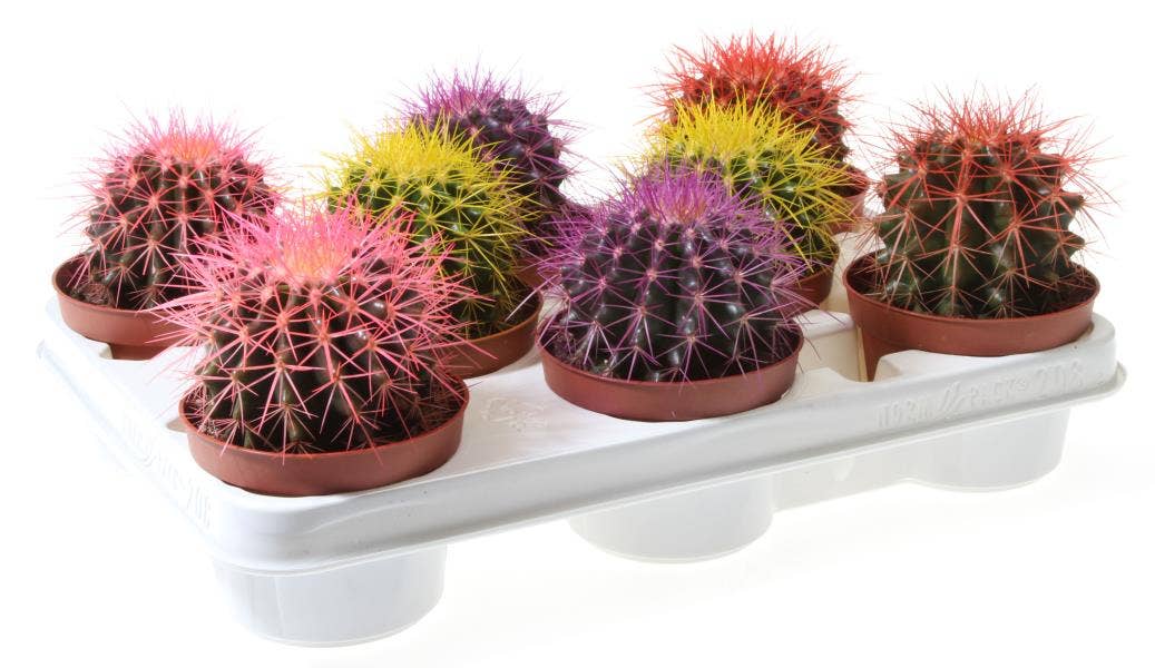 Echinocactus grusonii 'Rainbow'