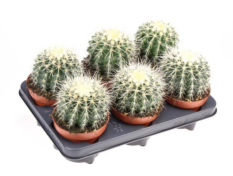 Echinocactus grusonii