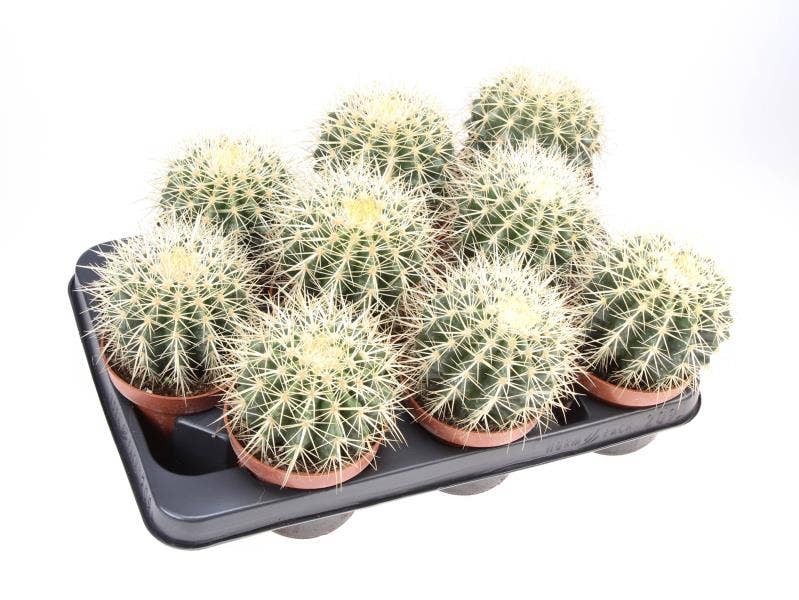Echinocactus grusonii