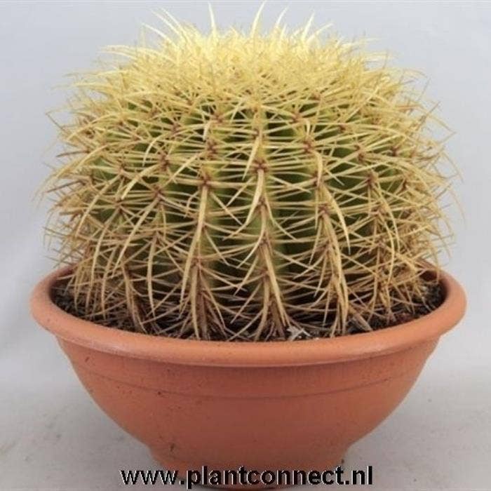 Echinocactus grusonii