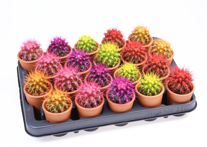 Echinocactus Rainbow BIO in terracotta