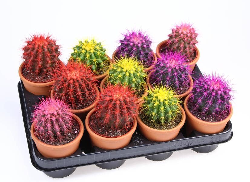 Echinocactus Rainbow BIO in terracotta