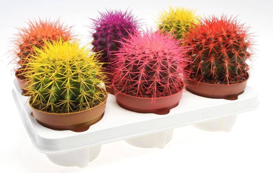 Echinocactus Rainbow BIO