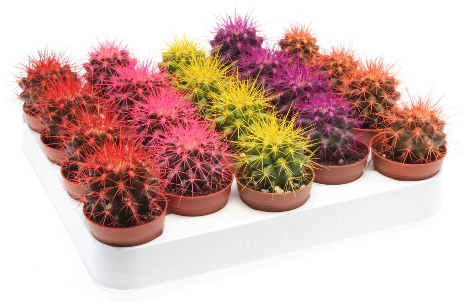 Echinocactus Rainbow BIO