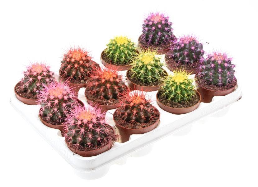 Echinocactus Rainbow BIO