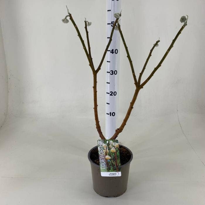 Edgeworthia chr. 'Grandiflora'