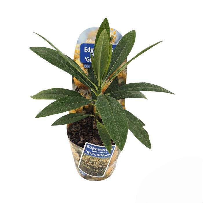 Edgeworthia chrys. 'Grandiflora' in potcover